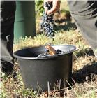 Harvesting bucket 15 litres