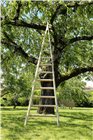 Pointed wooden fruit picking ladder - 3 m