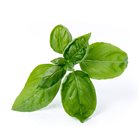 Basil Large Green Refill Ingot for Vegetable Garden