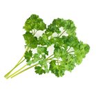 Curried parsley Lingon for vegetable garden Genuine