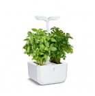 Vegetable compact Exky Indoor Classic White Real