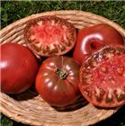 Russian black tomato seeds