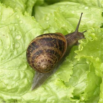 Protect your garden from snails and slugs