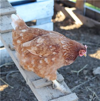 Breeding chickens, more than a trend